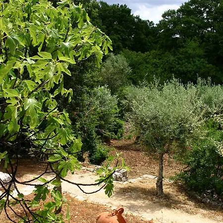 Antonelli Piangevino